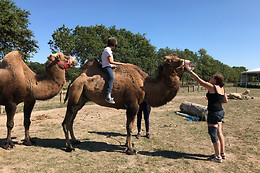 Le Haras des Ouches