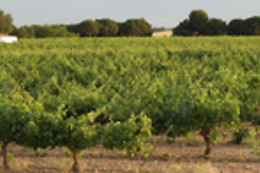BODEGA LA LEGUA