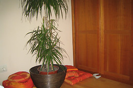 CENTRO NATURISTA YOGA PUERTA AZUL