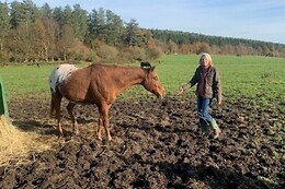 Equicoaching