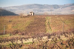Domaine des Jeunes Pousses