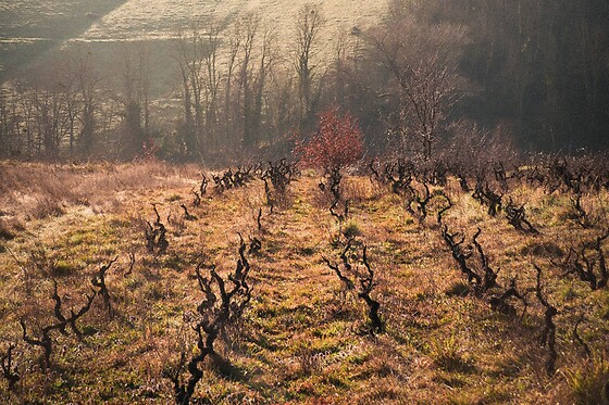 Domaine des Jeunes Pousses - photo 3