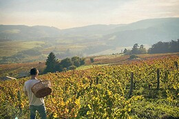 Domaine des Jeunes Pousses