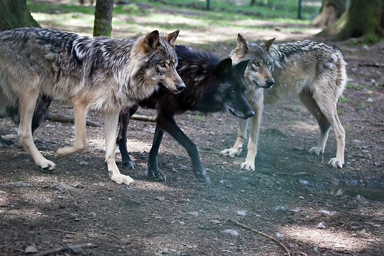 Parc Forestia - photo 5
